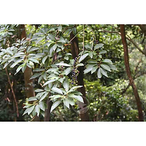 Tiêu rừng Kon Tum ( màng tang) hút chân không