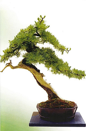 110 Câu Hỏi Đáp Chăm Sóc Và Tạo Dáng Bonsai (Tái Bản 2024)