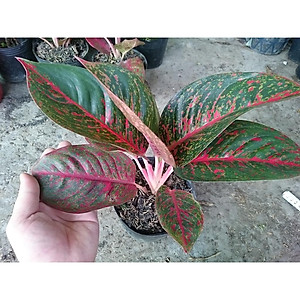 Cây Như Ý - cây cảnh để bàn + tặng phân bón cho cây