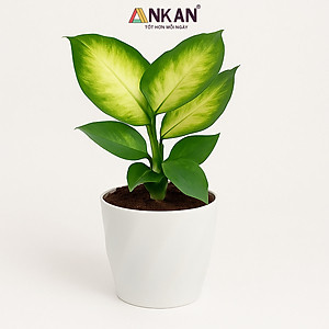 Chậu nhựa xoắn trồng cây ANKAN cho hoa hồng, cây cảnh mini, trồng rau, để bàn, treo ban công