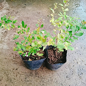 Cây tường vy hoa trắng - cây cảnh đẹp + tặng phân bón cho cây