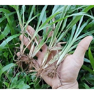 Combo 2 gói Hạt giống cỏ lá Gừng (cỏ lá Tre) -Gói 200 Hạt/tặng kèm gói phân bón lót