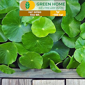 Hạt Giống Rau Má Greenhome, Gói 1g, Dễ Trồng Quanh Năm, Nảy Mầm Cao, Thu Hoạch Nhanh, Năng Suất Cao R12