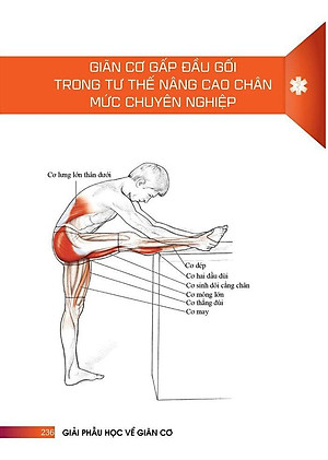 Sách - Giải Phẫu Học Về Giãn Cơ - Giãn Cơ Để Tối Ưu Sức Mạnh Cơ Bắp - Stretching Anatomy (Tái Bản 2024)