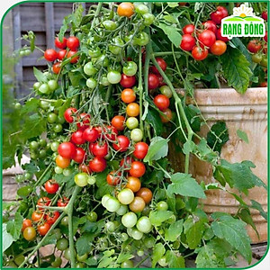 Hạt giống Cà Chua Bi Lùn - Hạt giống Rạng Đông