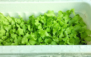 1L Phân Hữu Cơ Vi Sinh pha ra 300L Bón Rau, Hoa Cảnh & Cây Ăn Trái