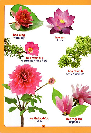 Sách Từ Điển Bằng Hình - Hoa, Quả, Rau, Củ