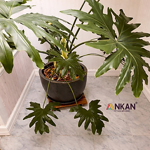 Đế Đôn Chậu Cây Có Bánh Xe Cao Cấp ANKAN Hình Vuông Màu Vàng 35x35 Cm Tải trọng 120 Kg Gỗ Tràm Bông