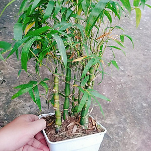 Cây Trúc Quan Âm - Trúc Phật Bà - Cây trúc đùi gà - cây tre đùi ếch