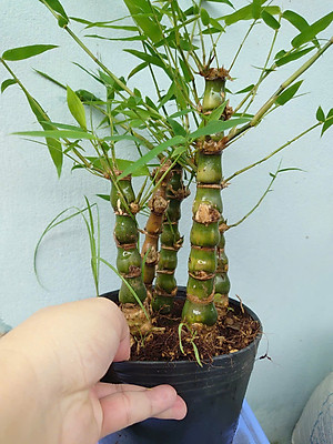 Cây Trúc Quan Âm - Trúc Phật Bà - Cây trúc đùi gà - cây tre đùi ếch