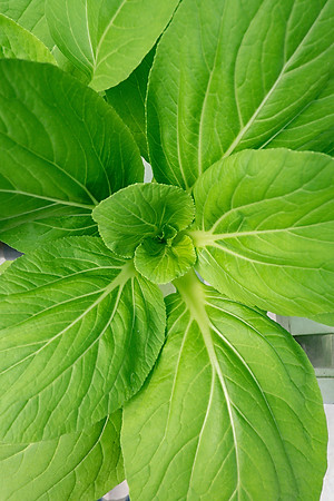 Hạt giống cải ngọt cao sản gói 20g VTS29