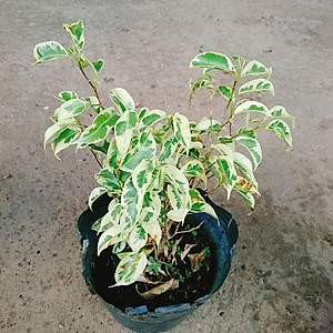 Cây Si Bonsai Cẩm Thạch - cây cảnh bonsai + tặng phân bón cho cây