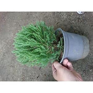 Cây Tùng Bồng Lai - cây cảnh để bàn + tặng phân bón cho cây