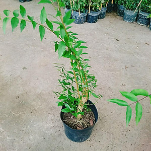 Cây Mai Chiếu Thủy - cây cảnh bonsai