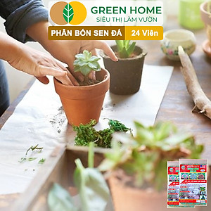 Phân Bón Sen Đá Greenhome, Gói 24 Viên, Kích Rễ, Lên Màu Chuẩn, Dùng Cho Cây Mọng Nước, Xương Rồng