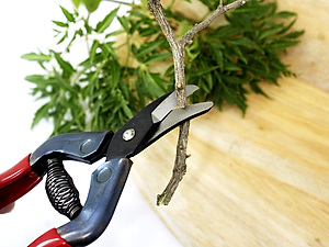 Kéo tỉa cành cao cấp Nhật Bản Chikamasa S-2C chiều dài lưỡi 23mm -  lưỡi thép carbon chất lượng cao siêu bén - Cắt ngọt, không bám dính, liền sẹo nhanh