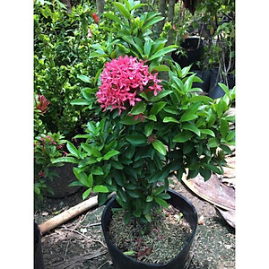 Mẫu Đơn Hồng Tím Sen ( bông trang hồng tím sen ) - cây cảnh vườn + tặng phân bón cho cây