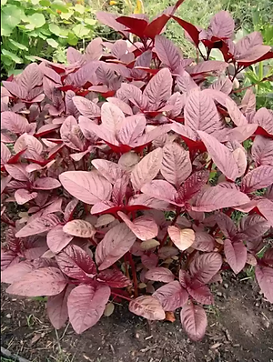 Hạt Giống Rau Dền Đỏ Phú Nông