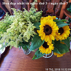  (COMBO 30 GÓI) GÓI DƯỠNG HOA TƯƠI LONGLIFE CỦA ISRAEL GIỮ HOA TƯƠI LÂU GẤP 2 LẦN VÀ 14 NGÀY KHÔNG THAY NƯỚC MỚI