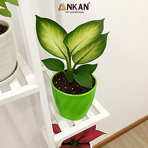 Chậu nhựa xoắn trồng cây ANKAN cho hoa hồng, cây cảnh mini, trồng rau, để bàn, treo ban công