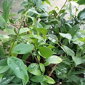 Hạt giống lá Giang giống khỏe lá to vị chua VTP170