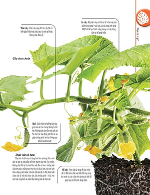 Bách Khoa Thư Về Thế Giới Thực Vật - Cây, Lá, Hoa Và Hạt