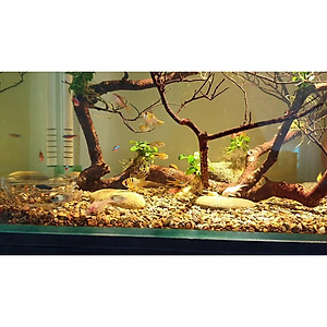 Sạn suối thiên nhiên trải nền bể cá - Bể BioTop - Sỏi suối trải nền thuỷ sinh - Hồ cá cảnh - bể cá