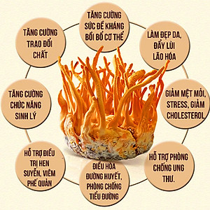 Đông trùng hạ thảo khô sấy lạnh