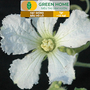 Hạt Giống Bầu Hồ Lô Greenhome, Gói 1g, Dễ Trồng Quanh Năm, Nảy Mầm Cao, Thu Hoạch Nhanh, Năng Suất Cao T11