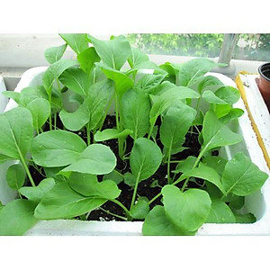 Hạt Giống Cây Rau Cải Ngọt - 20 Gram