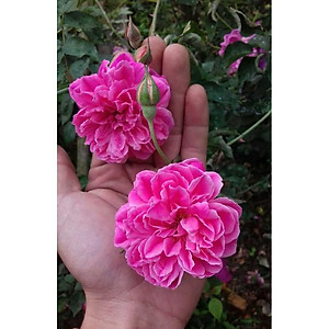 Hồng Leo Tường Vi - cây cảnh vườn + tặng phân bón cho cây