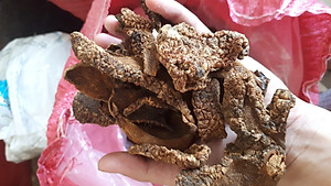 Đặc Sản Kon Tum - Ngọc Cẩu Khô Đặc Sản Kon Tum (Nấm Tỏa Dương) 1Kg - OCOP 3 Sao