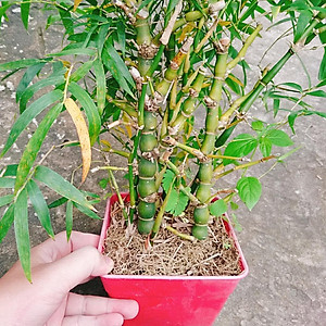 Cây Trúc Quan Âm - Trúc Phật Bà - Cây trúc đùi gà - cây tre đùi ếch