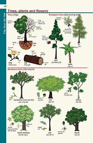 Từ Điển Anh - Việt Dành Cho Học Sinh
