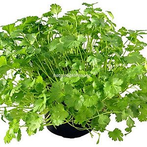 Hạt Giống Ngò Hạt Nhỏ Rado 31- Ngò Rí - Rau Mùi Ngò Ta- Dễ Trồng, Cây Sinh Trưởng và Kháng Bệnh Tốt -  Gói 20gr - RẠNG ĐÔNG, HẠT GIỐNG TỐT