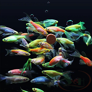 Thức ăn cá Biozym Red Worm Patch Feed viên dán trùng huyết giun đỏ cho cá tép cảnh