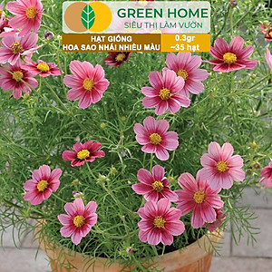 Hạt Giống Hoa Sao Nhái Mix Greenhome, Gói 0,3gr~35 hạt, Sai Hoa, Màu Rực Rỡ, Dễ Trồng Quanh Năm, Nảy Mầm Cao H13