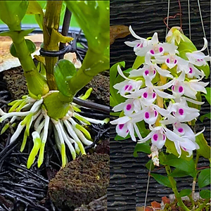 Phân Kích Thích Ra Rễ, Ra Hoa Cho Phong Lan, Cây Cảnh, Dưỡng Cây, Siêu Tan Chậm