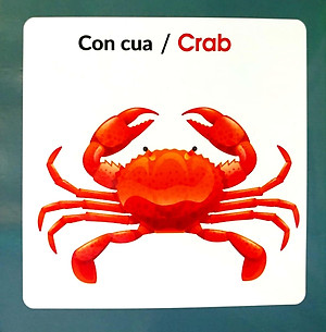 Từ Điển Hình Ảnh Cho Bé - Động Vật Biển