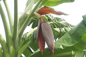 Đặc Sản Kon Tum - Chuối hột nhà ép miếng Khô 1Kg Hút Chân không- OCOP 3 Sao