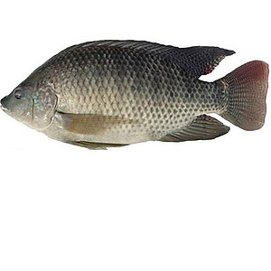 [ Chỉ giao HN]-Rô Phi Nguyên con size 4kg-5kg