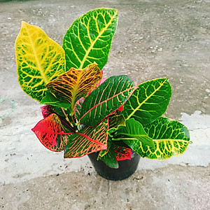 Cây Lá Màu Coton - cây cảnh để bàn + Tặng phân bón cho cây