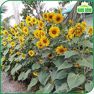 Hạt Giống Hoa Hướng Dương Tháp Nhiều Hoa, Dễ Trồng - Hạt Giống Rạng Đông