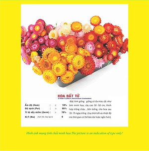 Hạt giống hoa bất tử nhiều màu VTP69