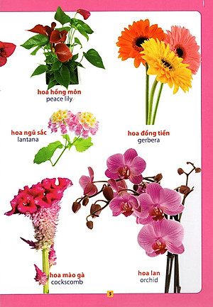 Sách Từ Điển Bằng Hình - Hoa, Quả, Rau, Củ