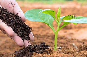 Phân Trùn Quế Hữu Cơ Cao Cấp, Đã Qua Xử Lý Sàng Lọc Và Giảm Ẩm, Chuyên Rau Sạch Cây Kiểng ( Gói 1Kg)