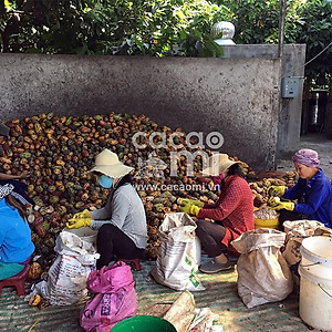 Thức uống socola - Bột ca cao 100% nguyên chất gu đậm vị Cacao Mi Premium đặc sản Việt Nam chuẩn xuất khẩu 470g