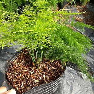 Cây Thủy Tùng - Cây cảnh để bàn + tặng phân bón cho cây