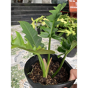 Cây trầu bà cung đàn - Cây cảnh để trong nhà + tặng phân bón cho cây