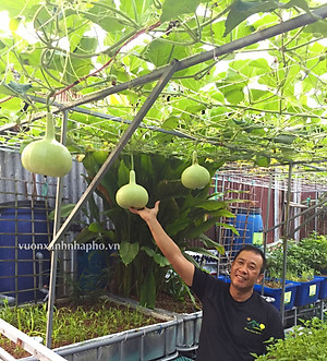 Viên đất sét nung (sỏi nhẹ leca / keramite) popper trồng xương rồng,sen đá, thủy canh, lọc nước THAILAND - 1 lít